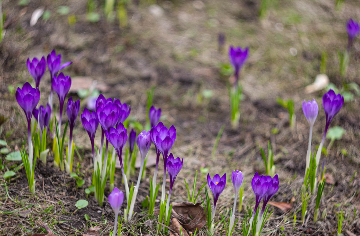 Весенние цветы
