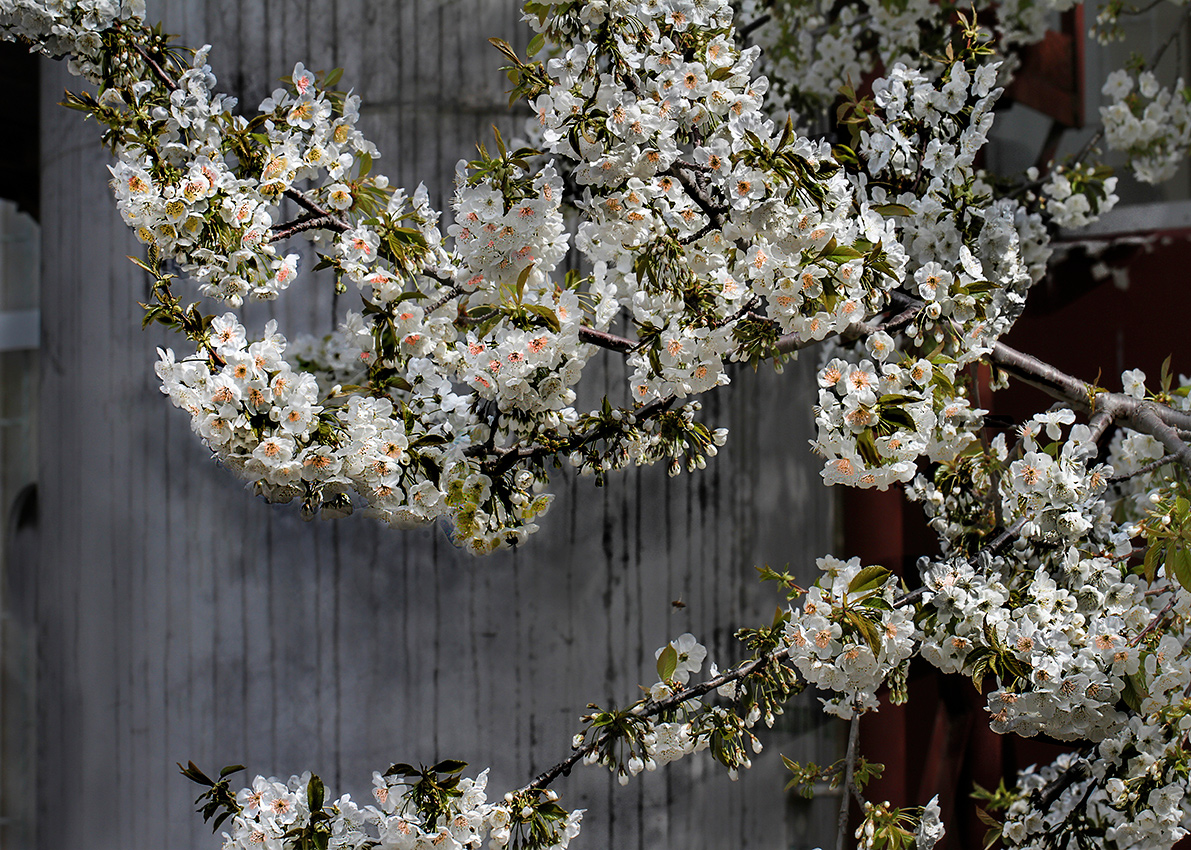 Зацвела черешня