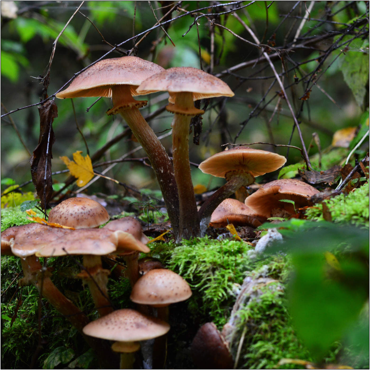 Забытая осени сказка.