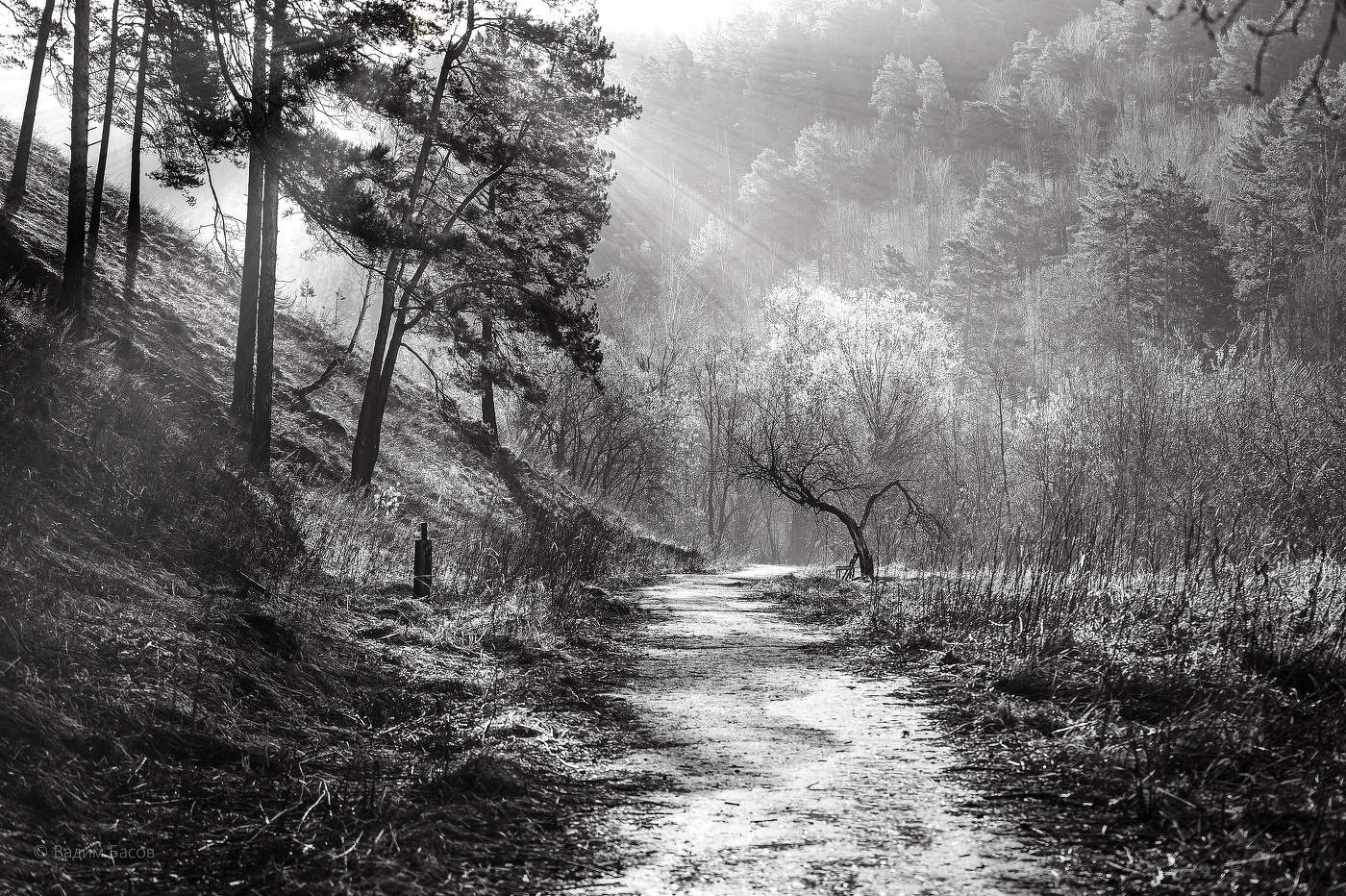 Весенний свет.