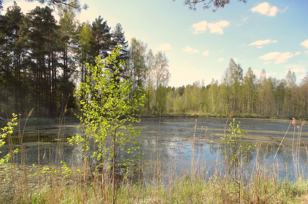 Тёплая весна в Полесье