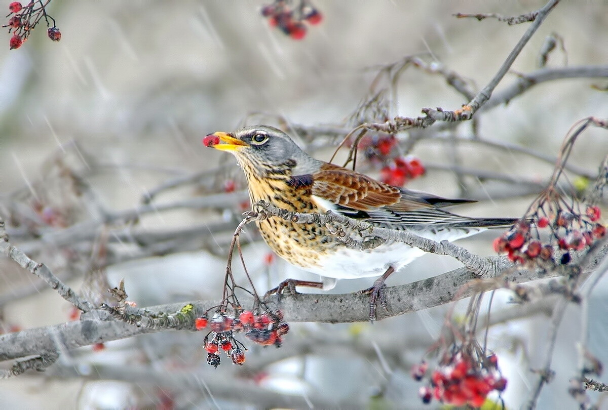 Свиристель
