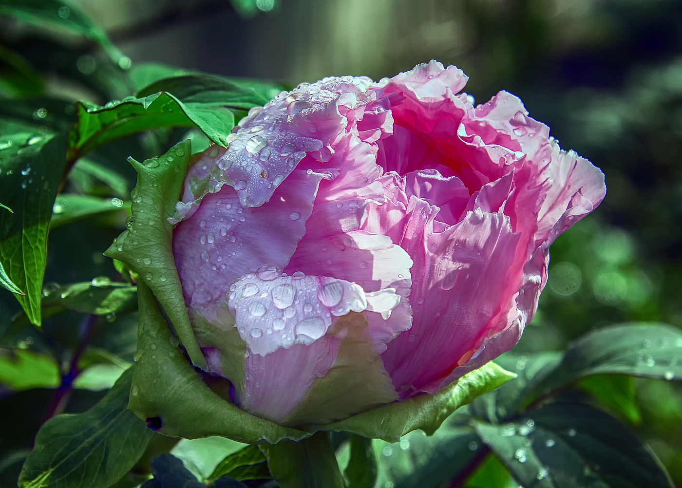 Пион древовидный