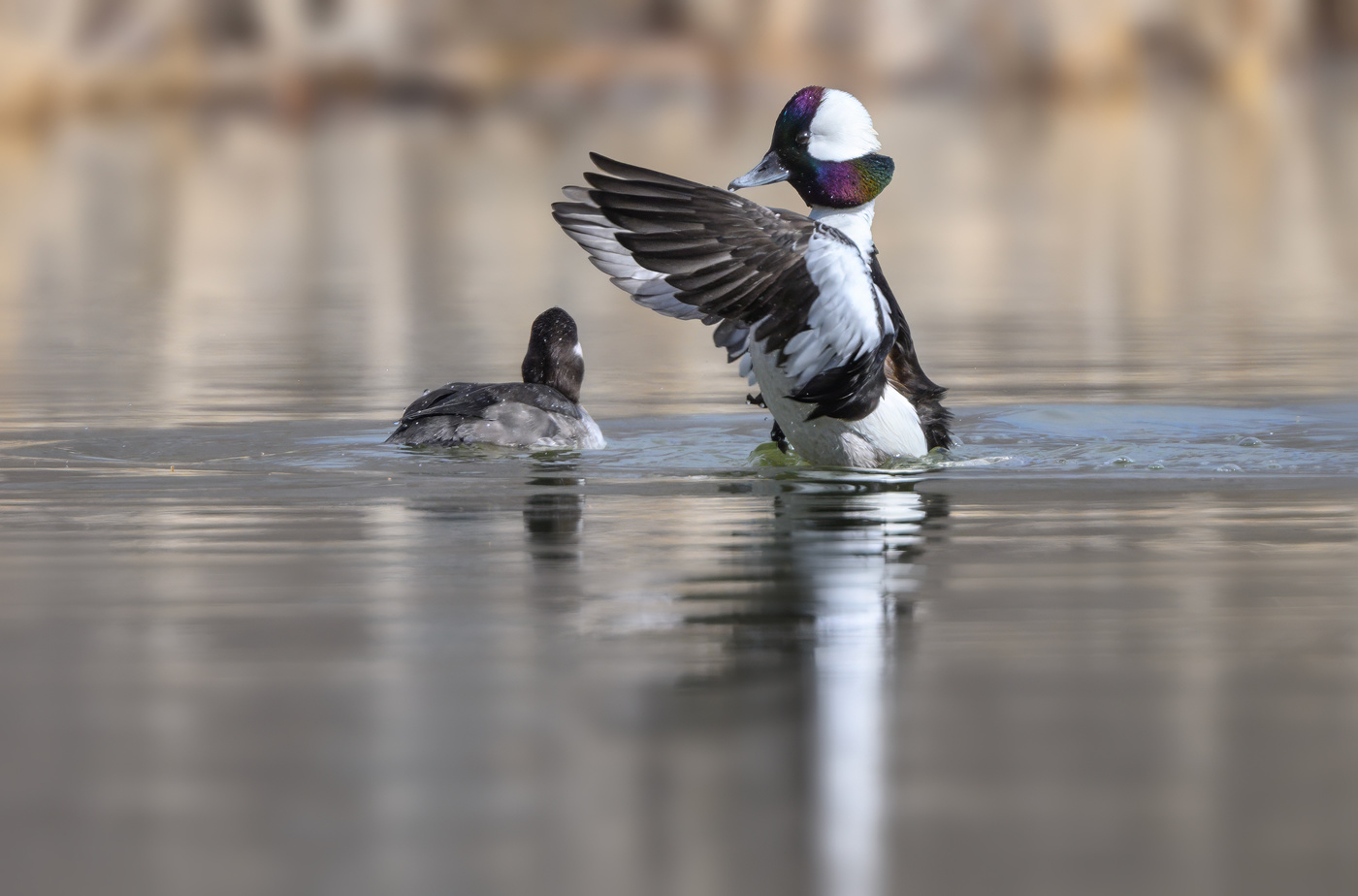 Bufflehead (m)