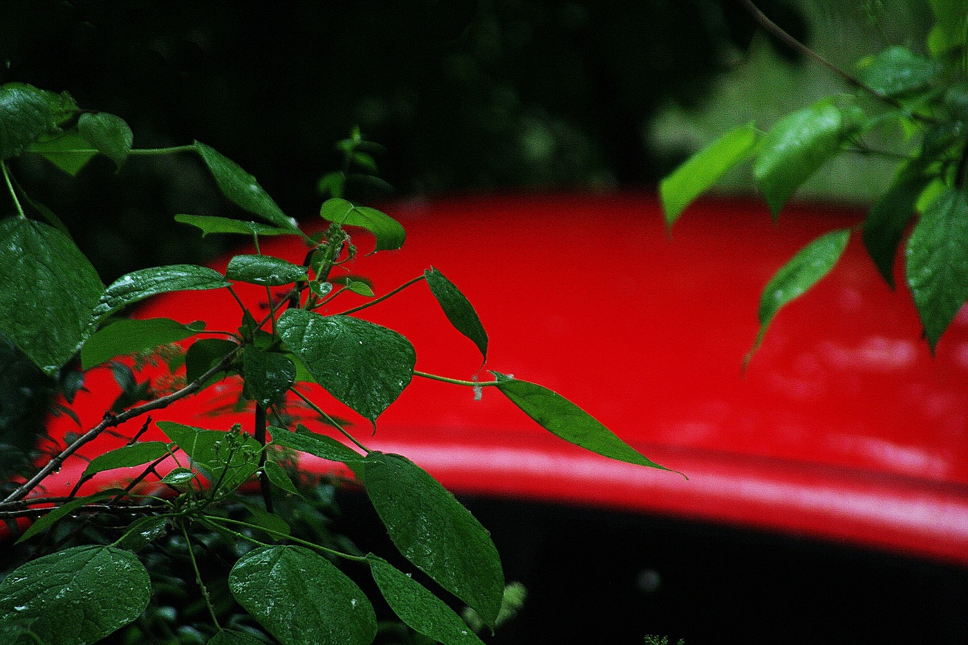 о сочетании красного и зеленого