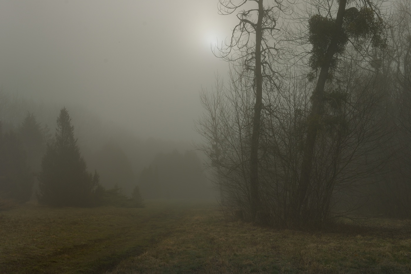 Туманное утро