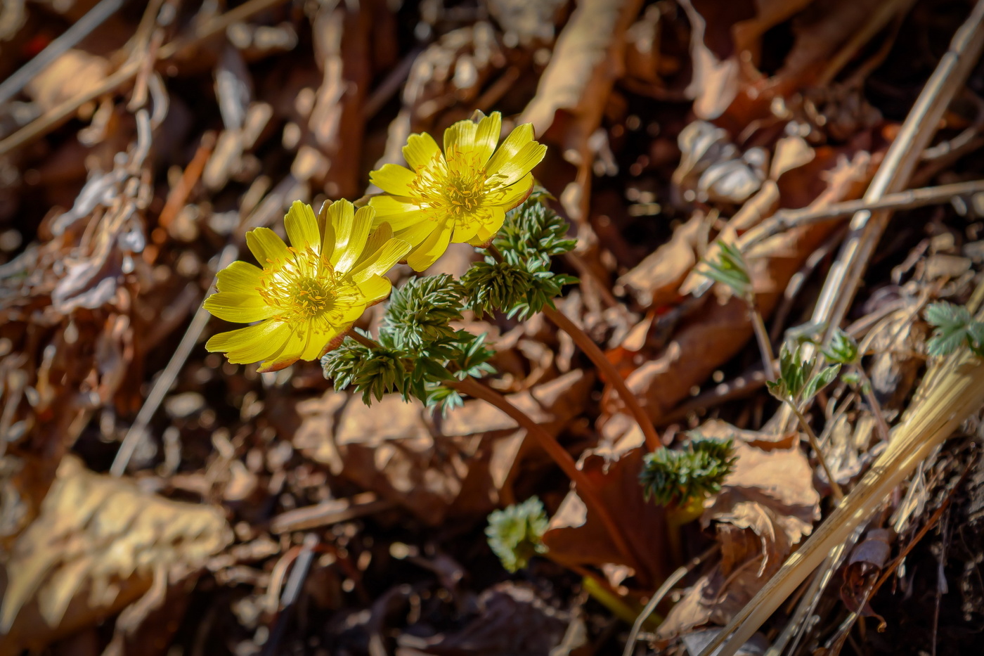 Первоцветы...