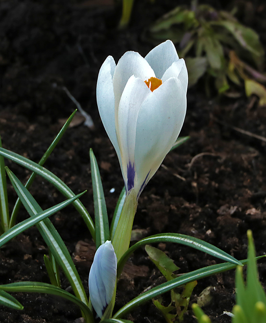 Апрельский белоснежный