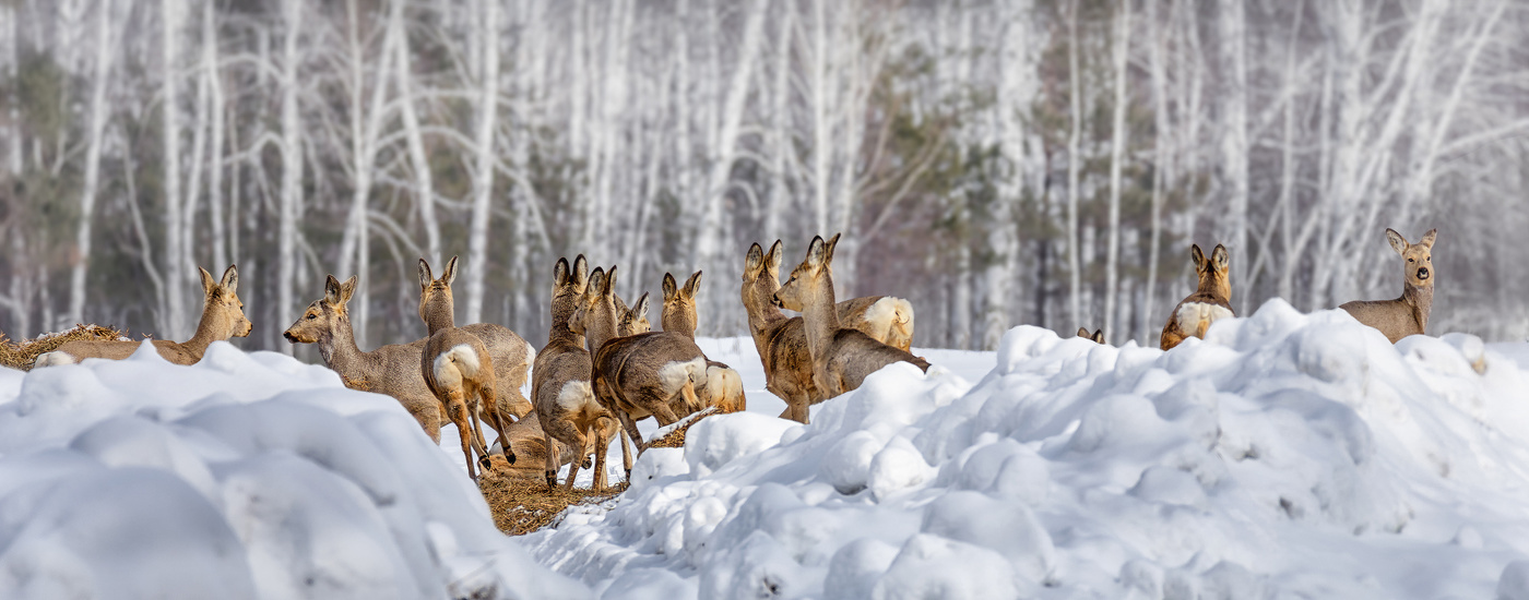Переполох..