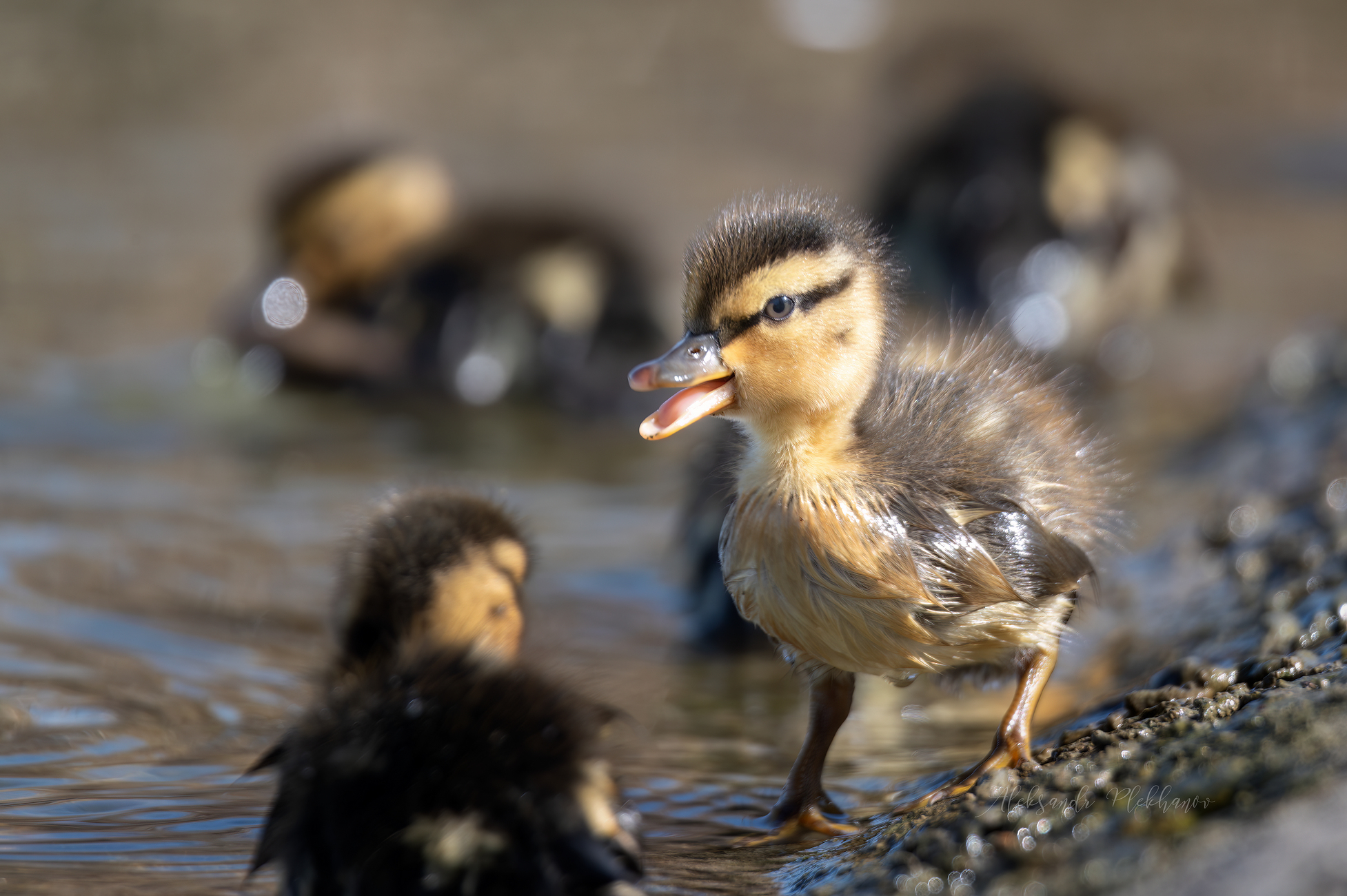 Солнечный утёнок