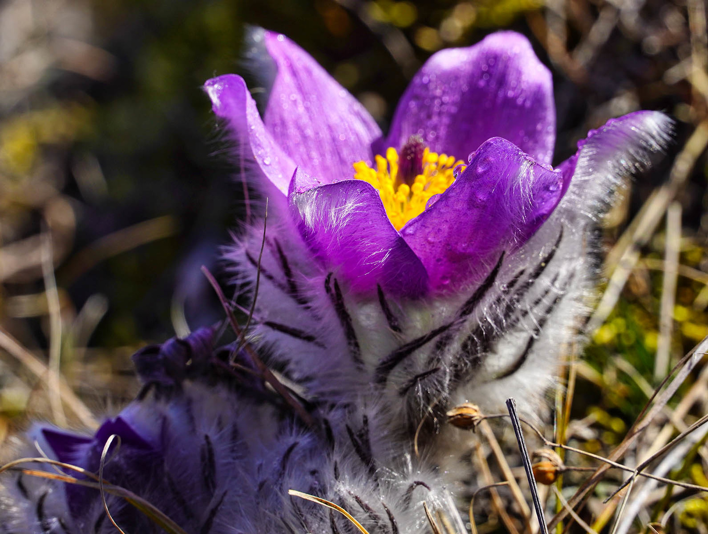Прострел Крымский