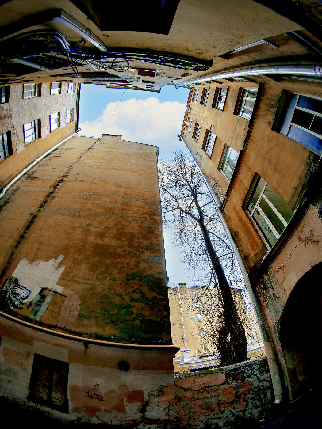 Дерево в "колодце"