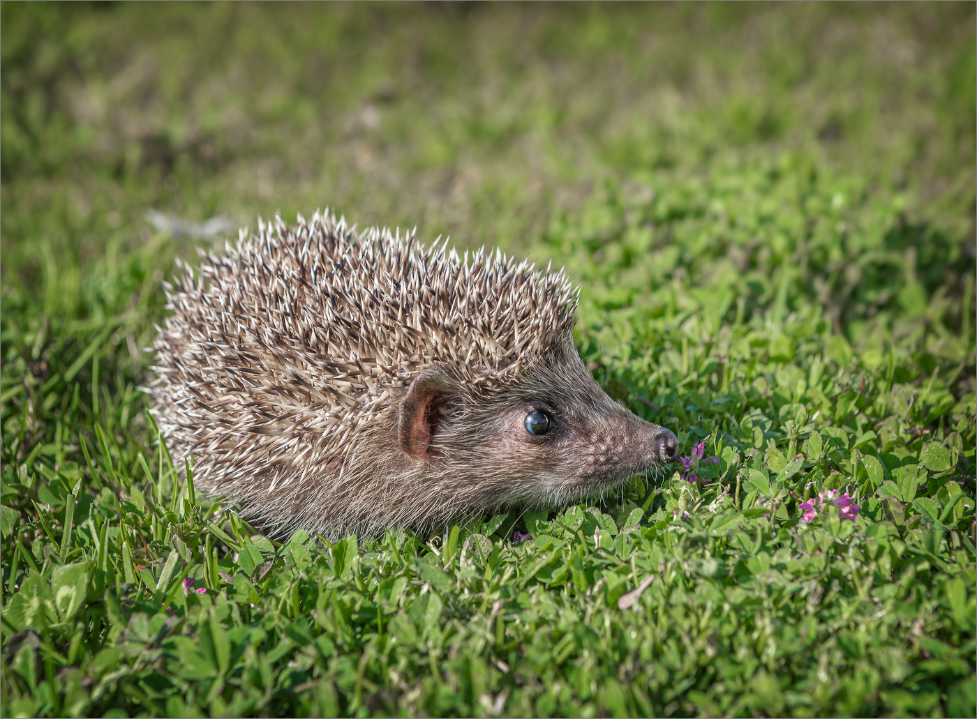 Весенние запахи