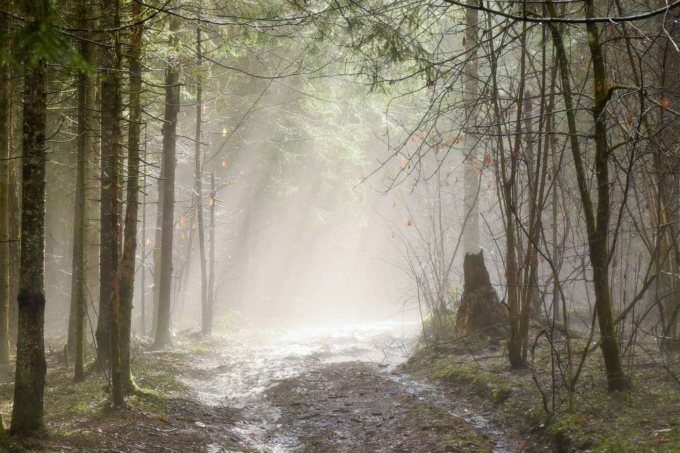 В апрельском лесу ...