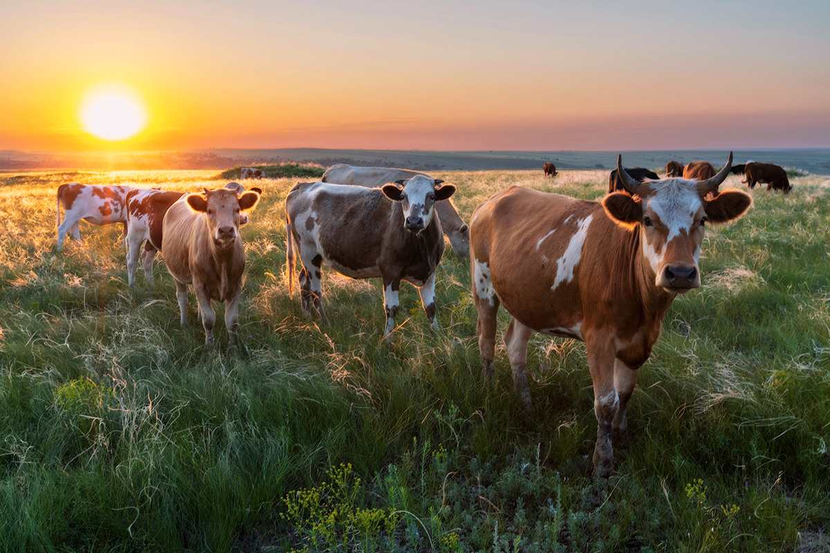 Любопытство