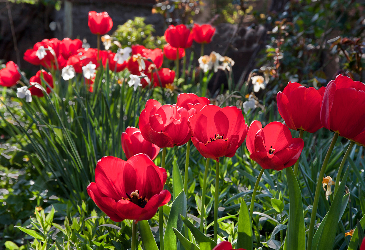 Апрельские цветулки
