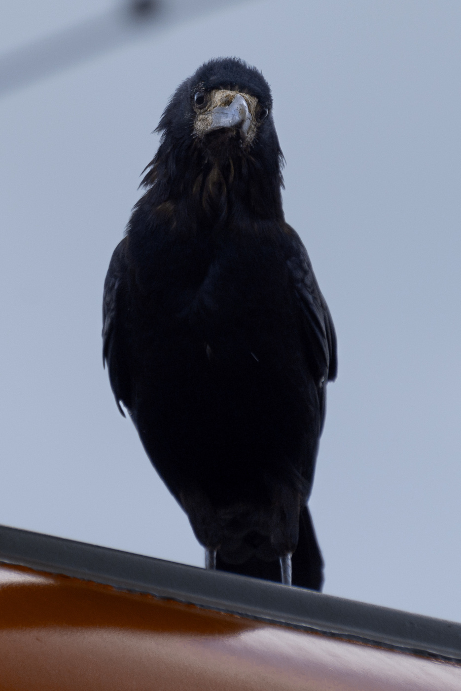 красный крыш, чорный птиц