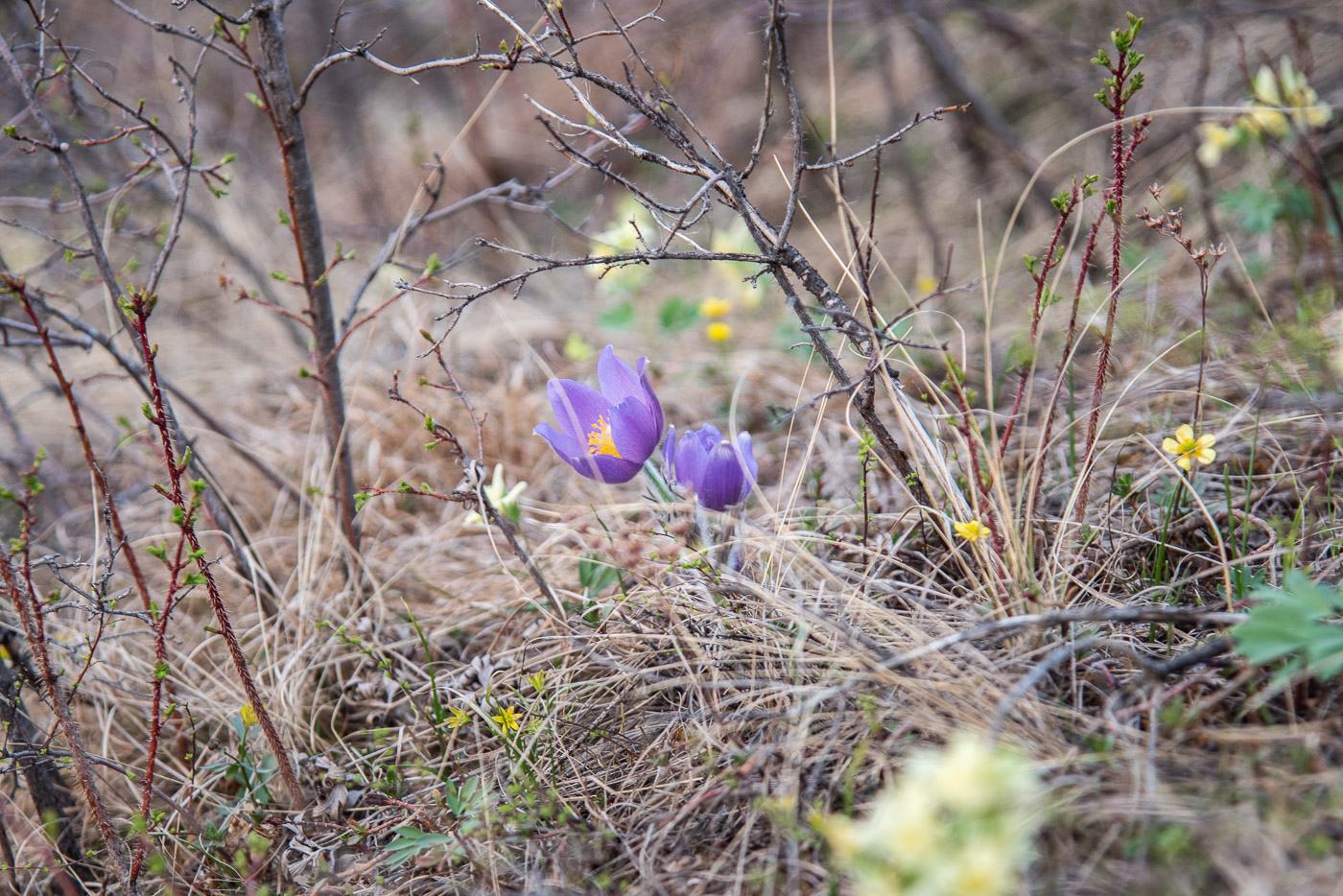Подснежник