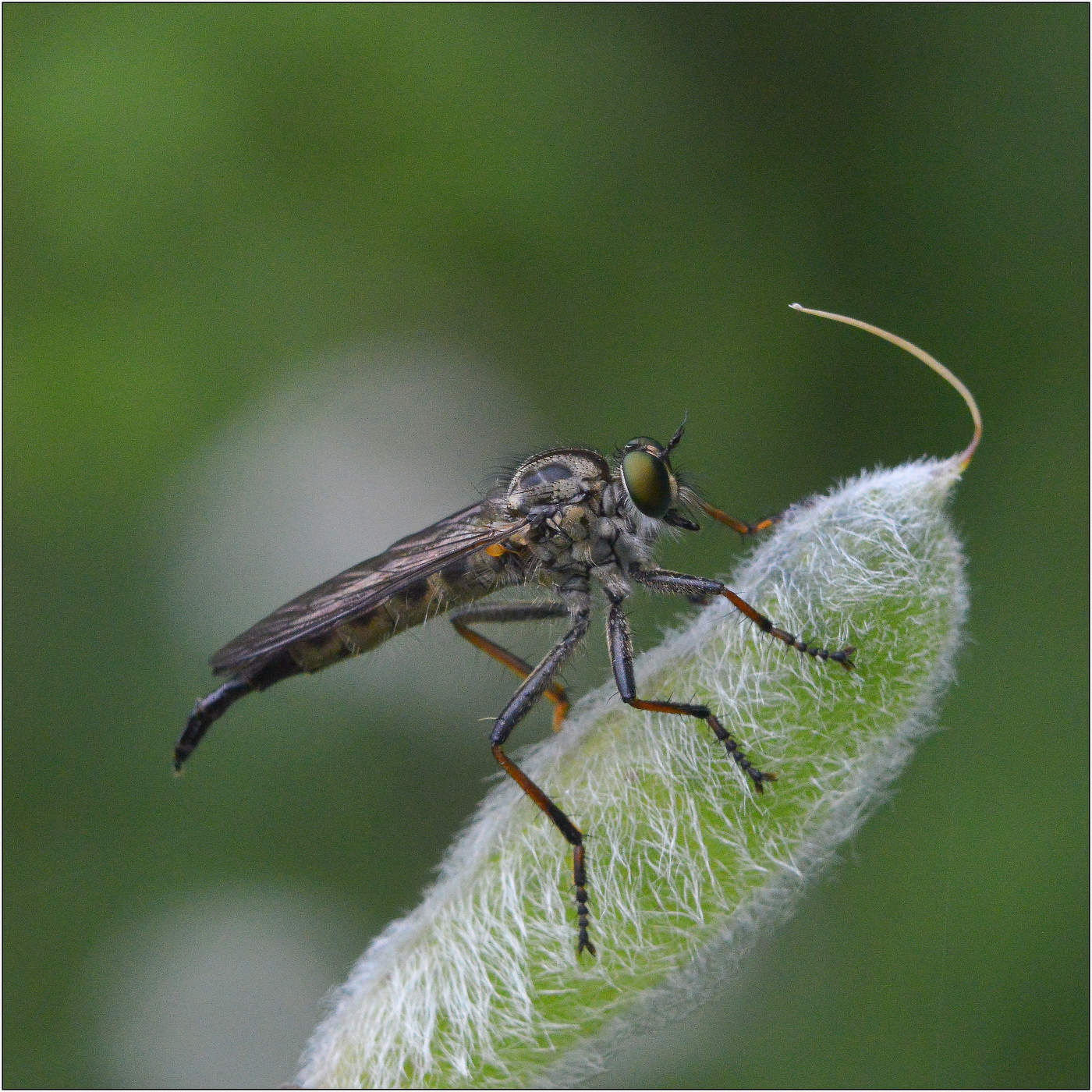 Грусть оно такое...