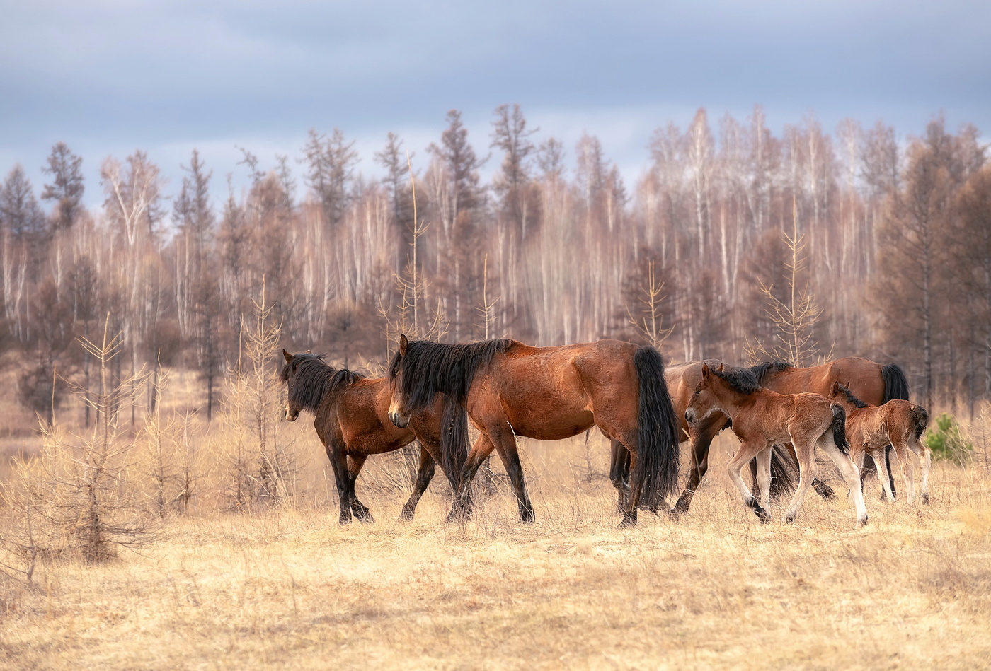 В степях Хакасии