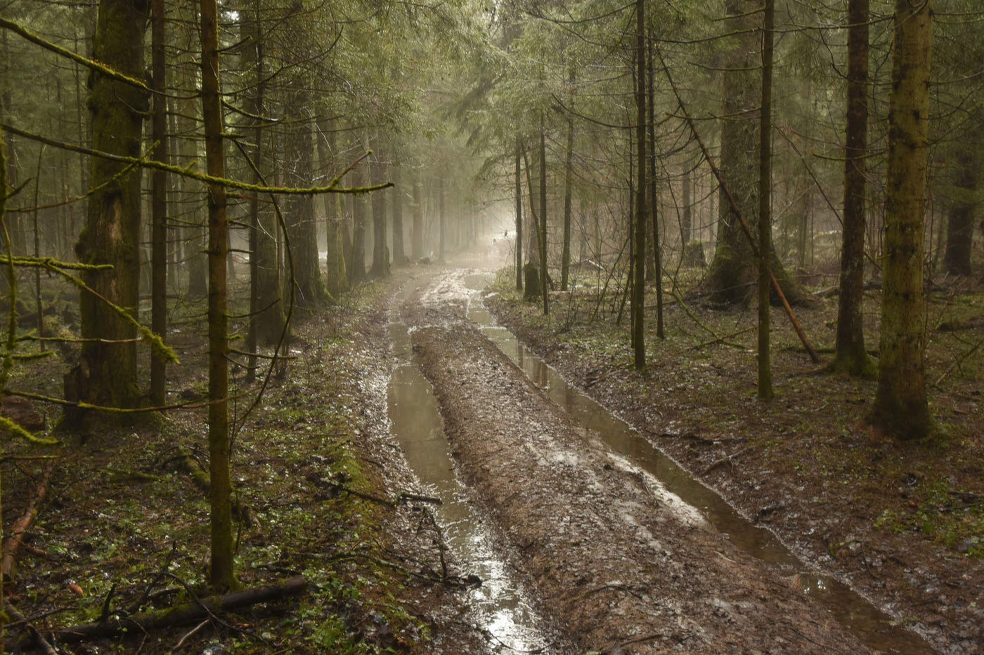 Дорога лесом ...