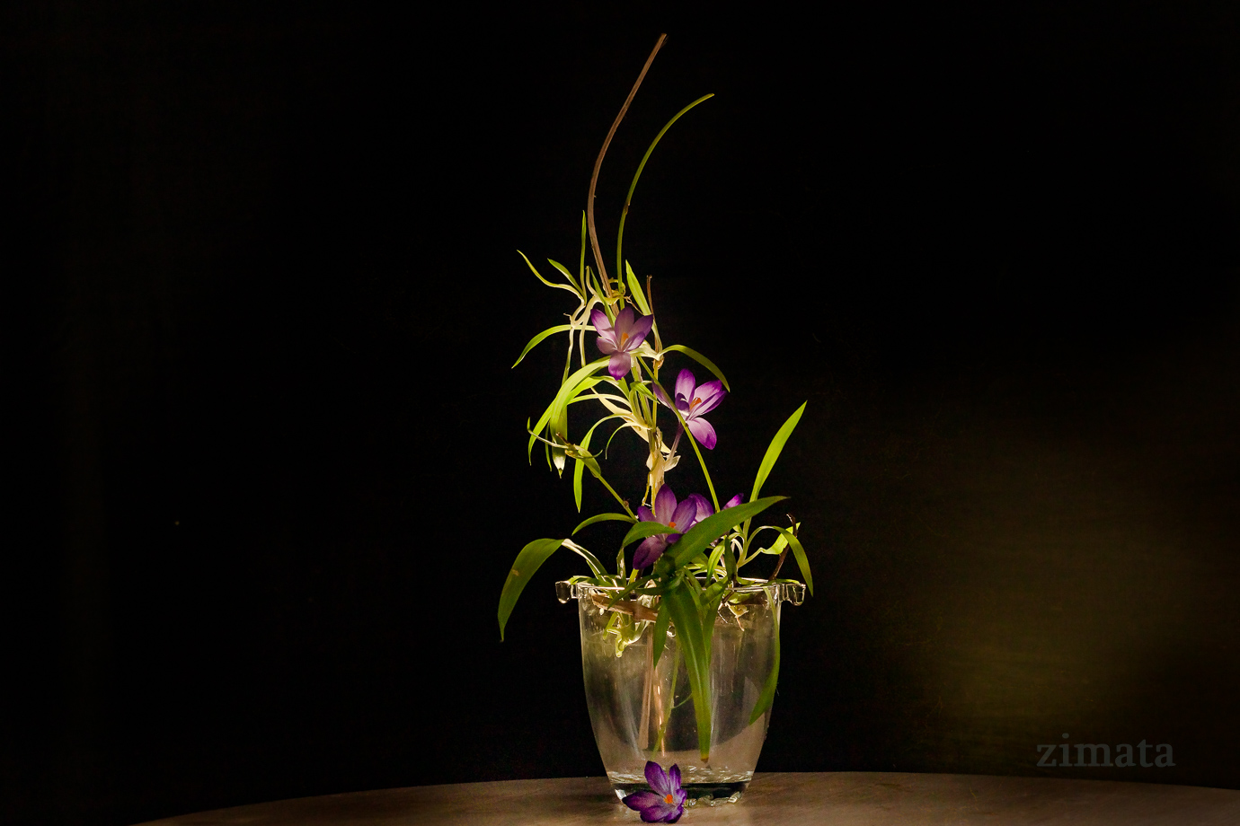 натюрморт с цветками крокуса