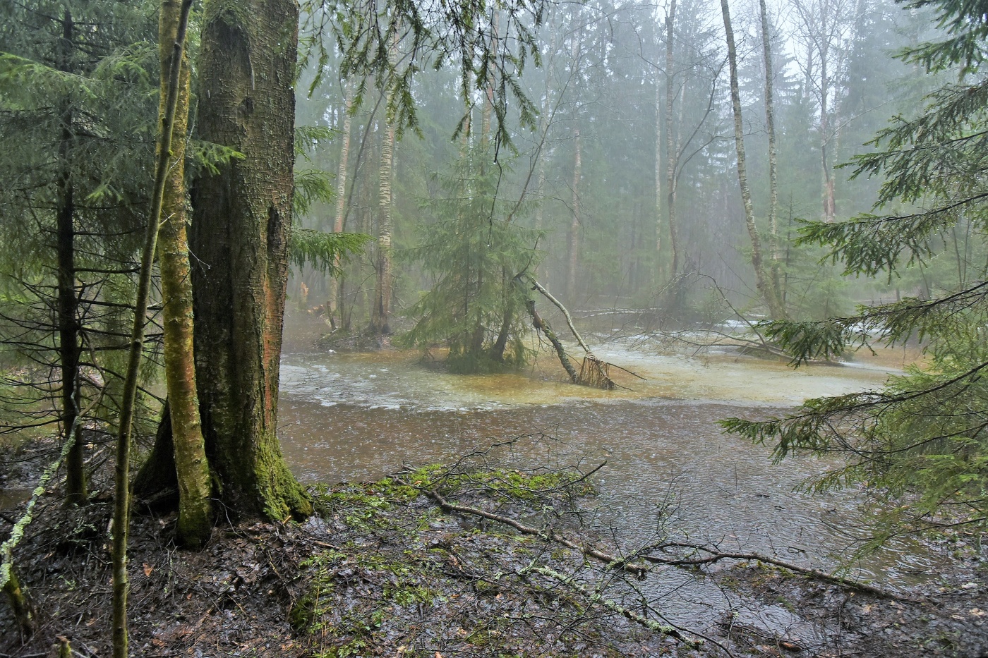 Дождливый день ...