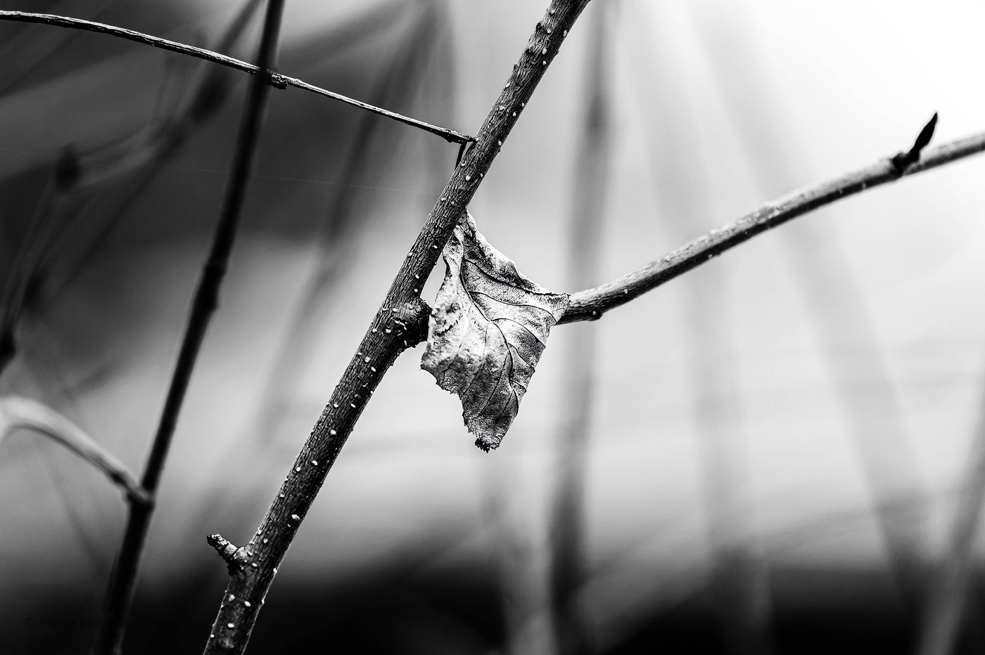 И лист последний, одинокий.....