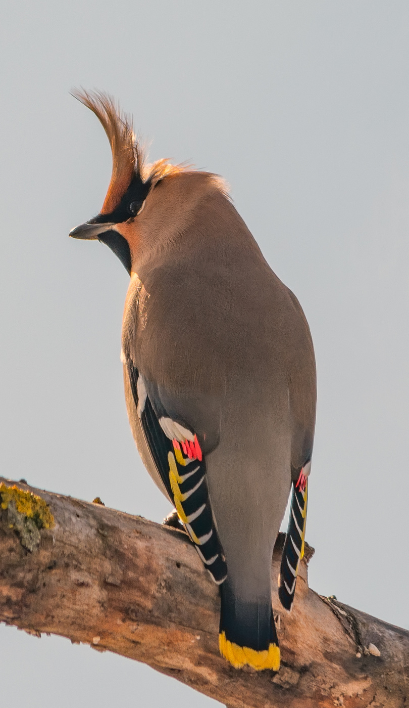 весенний причисон