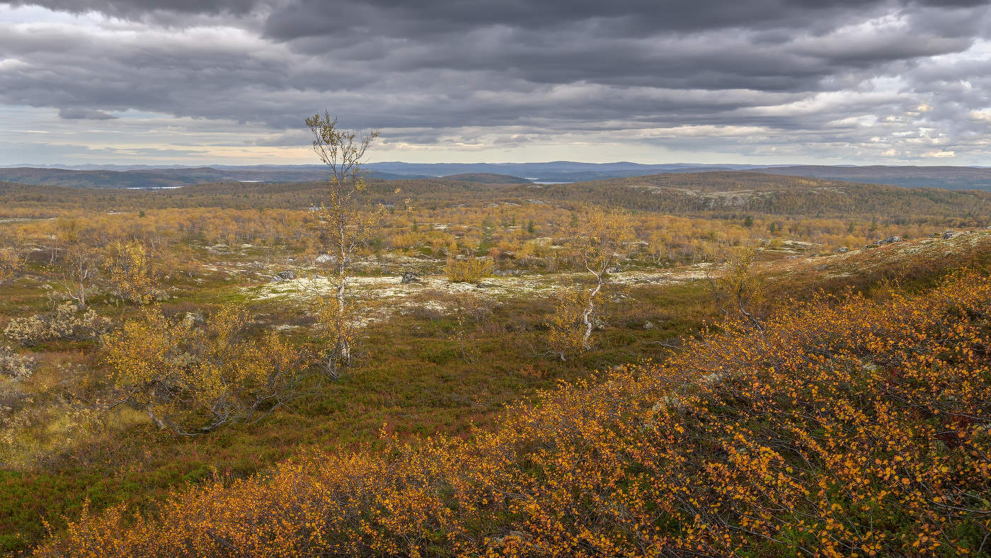 Лесотундра