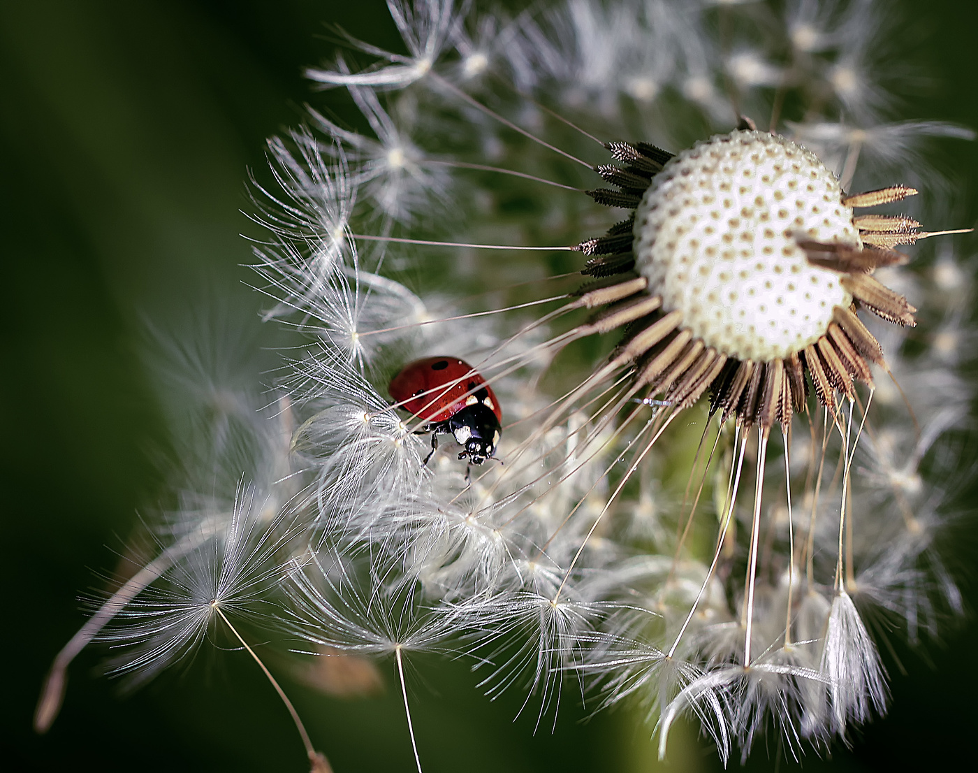 Отдыхая на белой перине