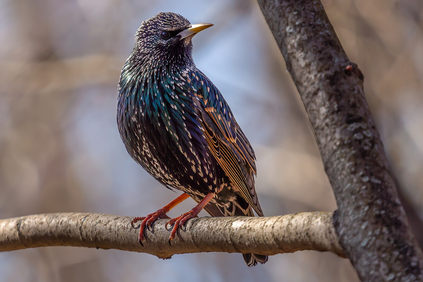 Гонец весны