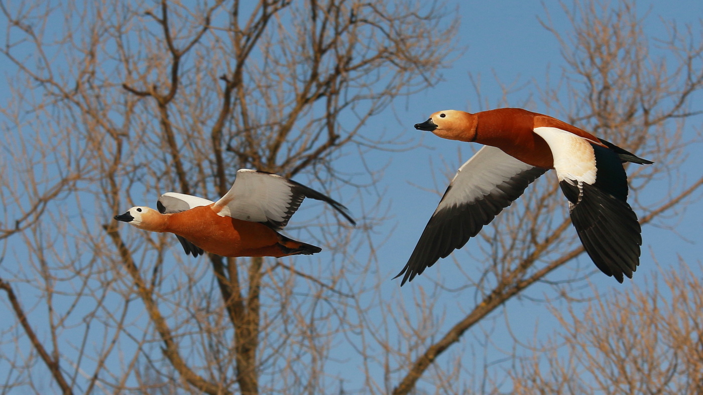 Летят утки ...