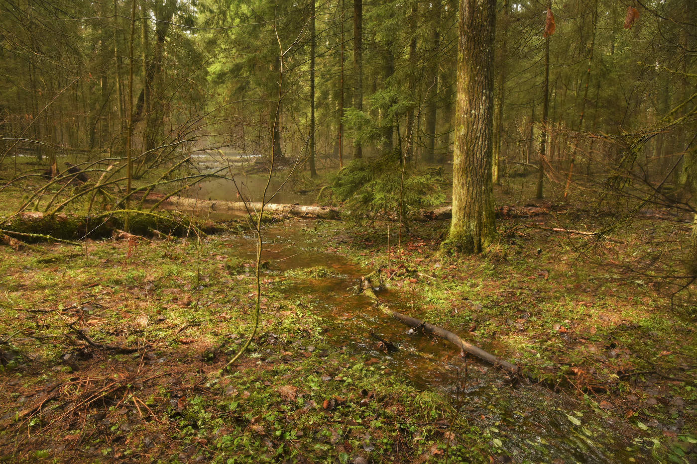 Лесной ручей ...