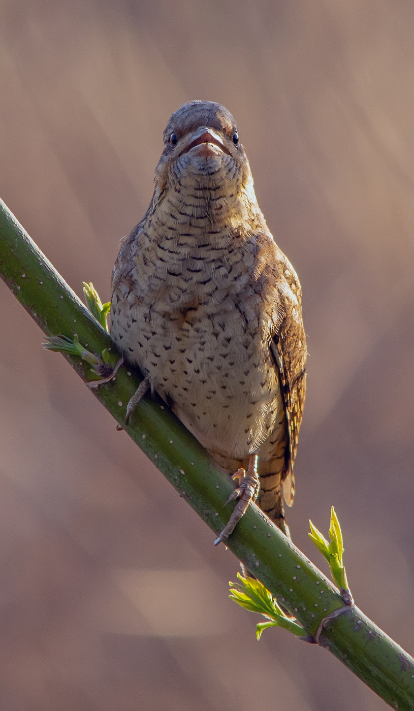 недовольная