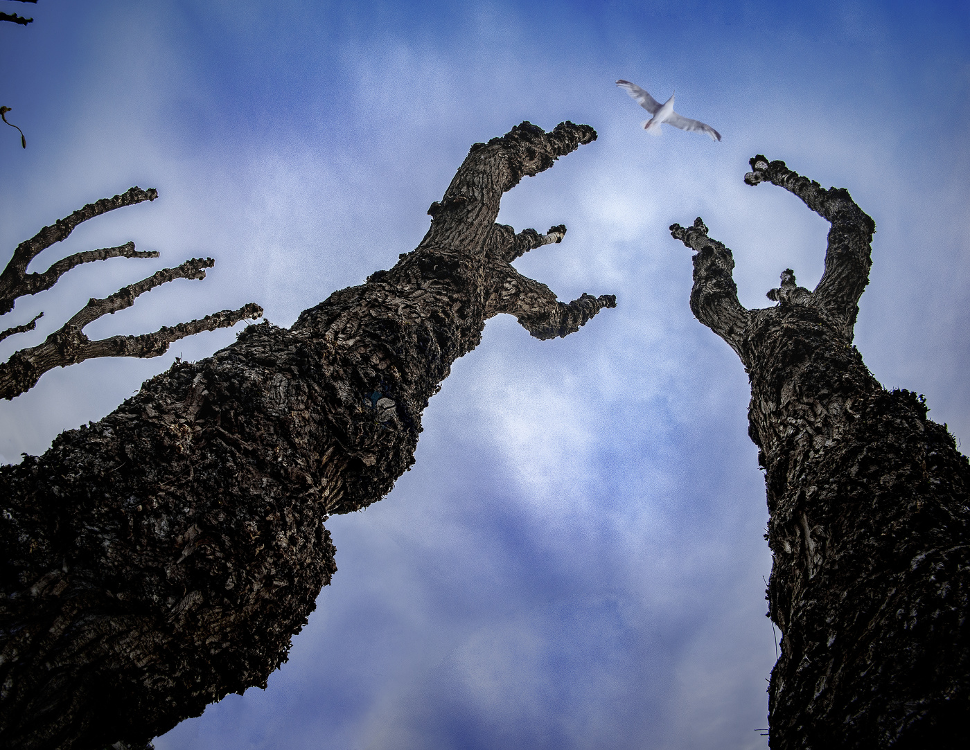 Белая птица