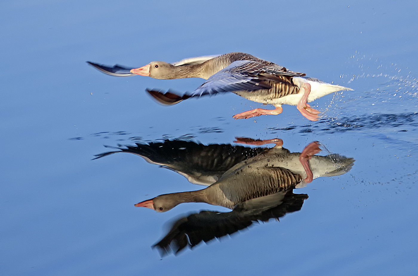 Гусь бегущий по воде