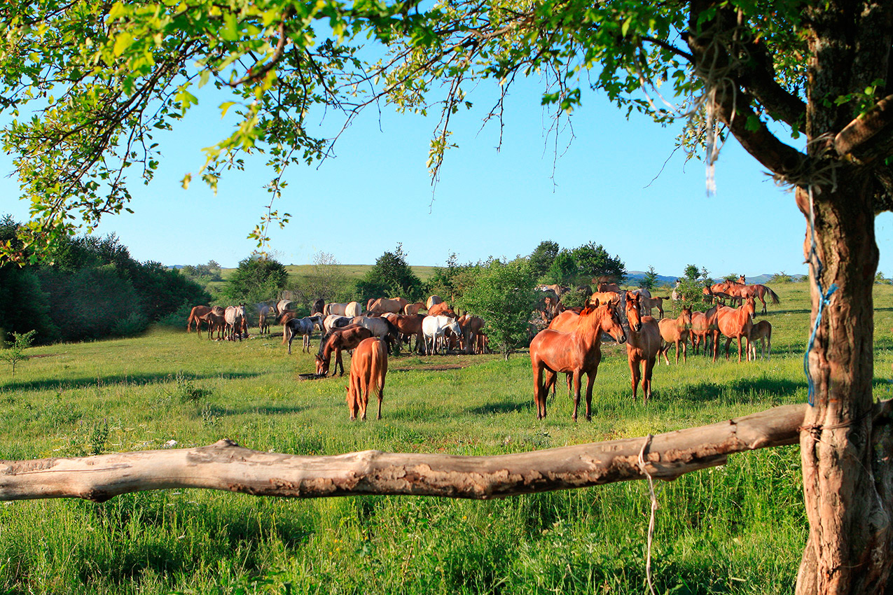 Будни табуна