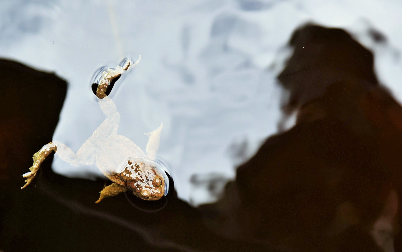 Между светом и тенью ...