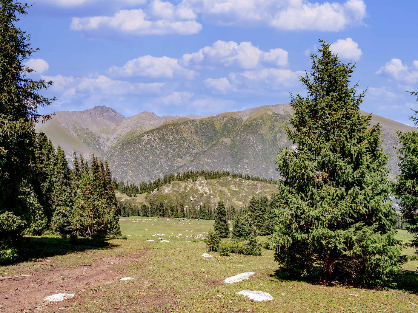 Пейзаж с елью