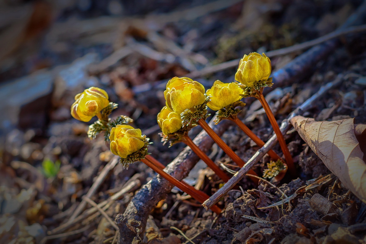 Первоцветы...