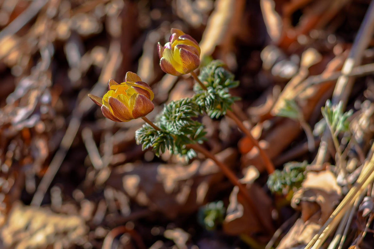 Первоцветы..