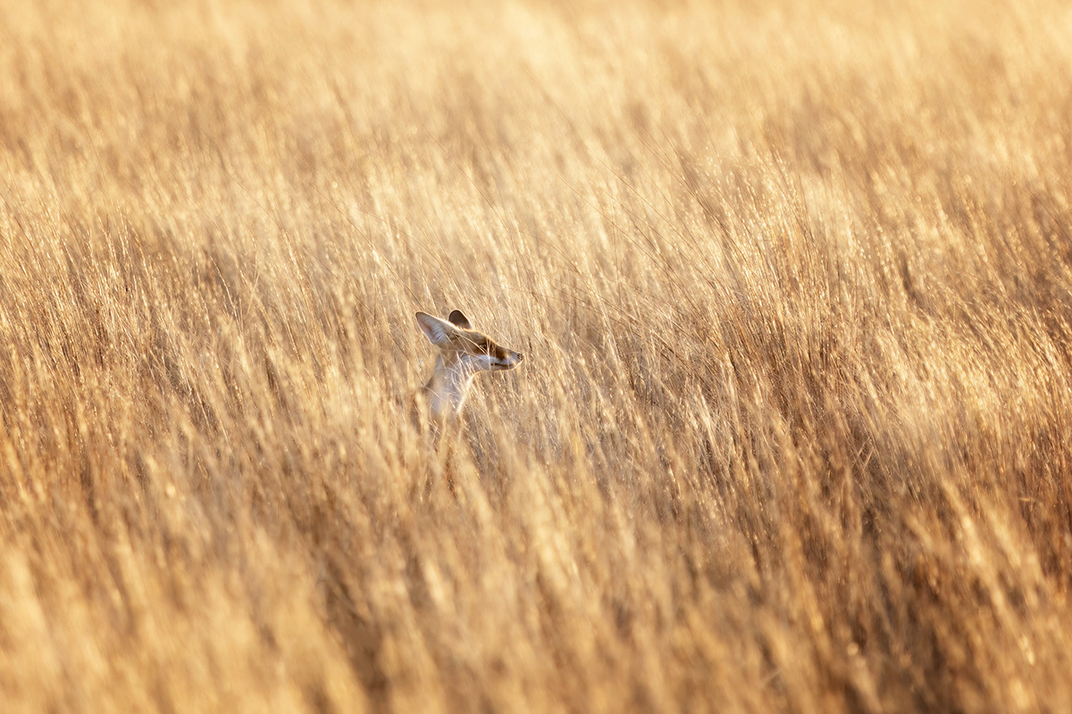 Рыжая в рыжей траве
