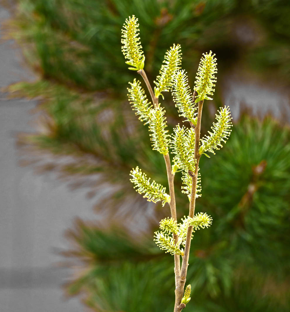 Весна... апрель...