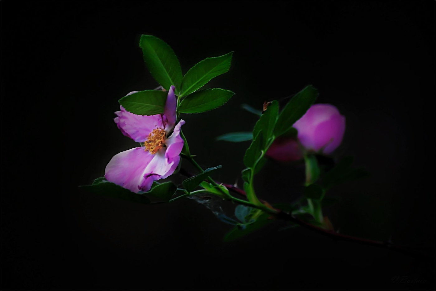 Шиповника цветочек