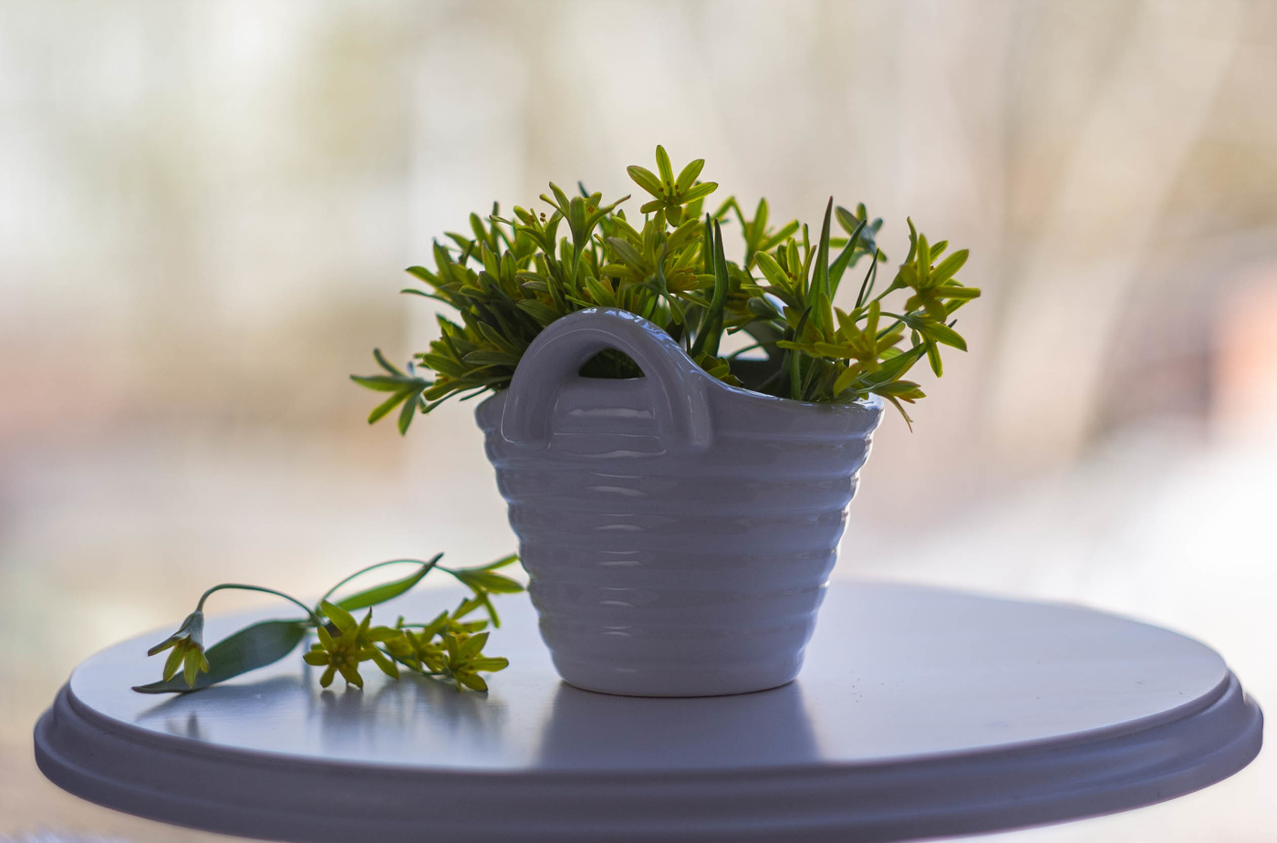 Цветы весны