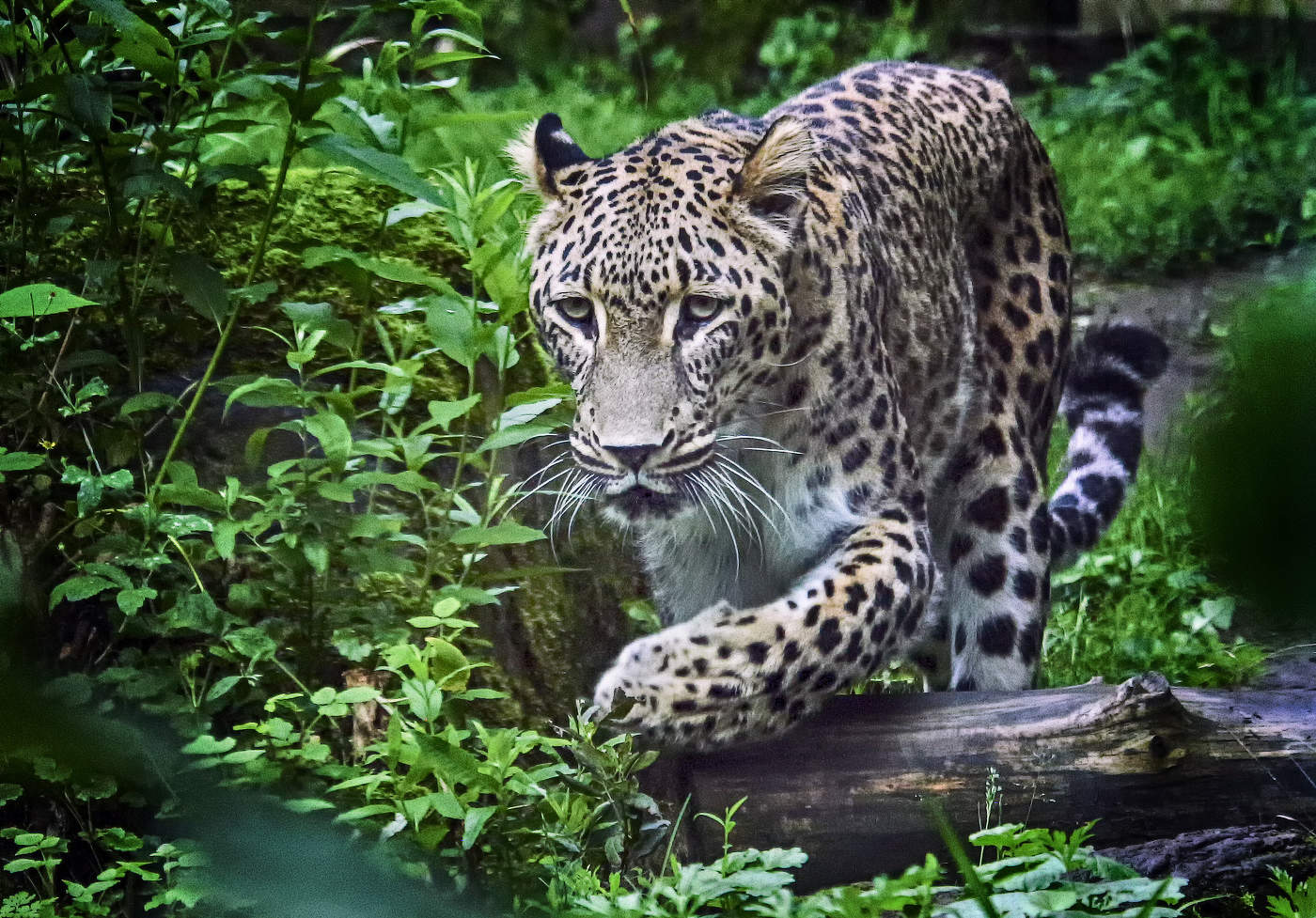 Крадущийся