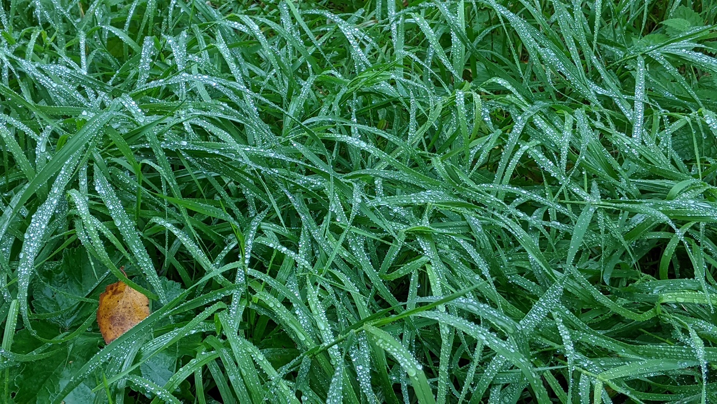 Осень она не спросит...