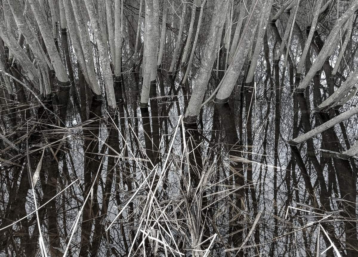 Прорастание...