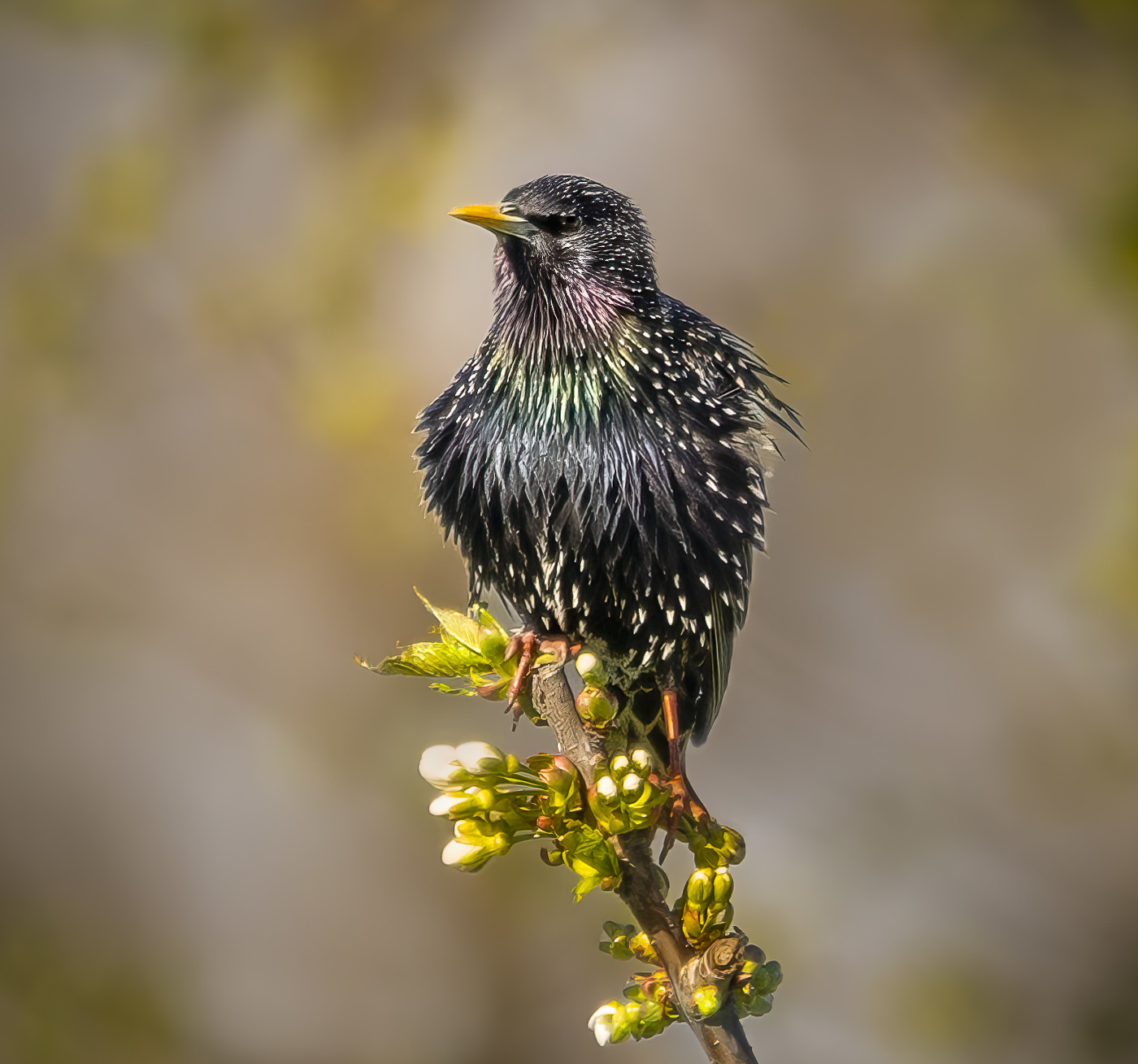 СМОТРИТЕ КАКОЙ КРАСАВЕЦ!